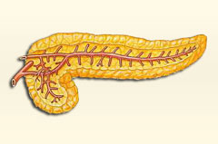 Illustration einer Bauchspeicheldrüse